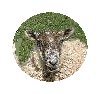 Sheep Noises