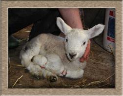 Sheep Photos - Petrified - Click To Enlarge