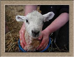 Sheep Photos - Lambina Bucket - Click To Enlarge