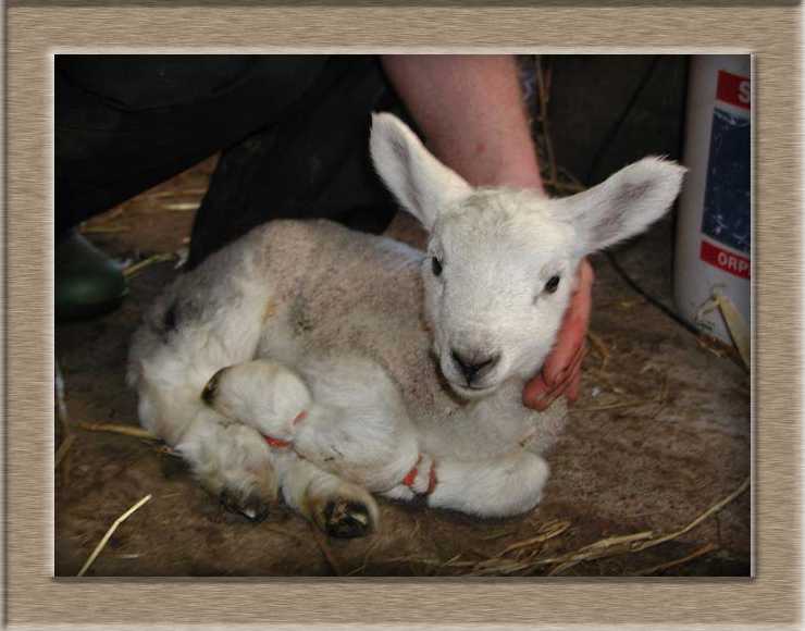 Sheep Photo of Petrified